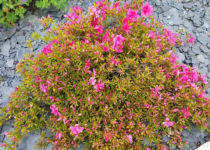 منزل للإقامة La Belinoise, A Proximite Du Circuit Des 24h Saint-Gervais en-Belin